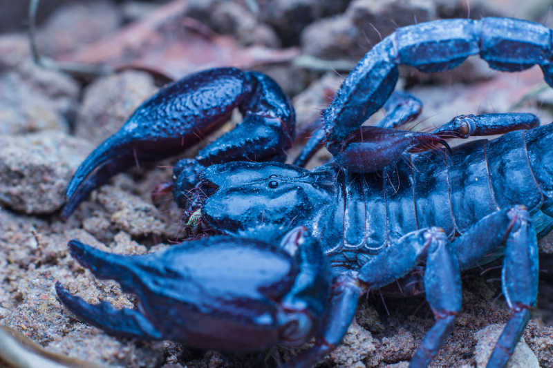 土地上的泰国热带黑色的蝎子