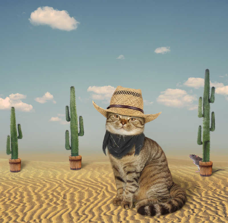 一只滑稽的猫看起来像个牛仔
