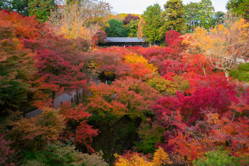 东福寺的红叶风景