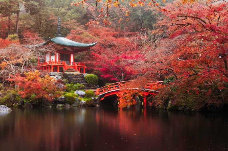 美丽的日本京都傣族姬寺枫树彩叶风景