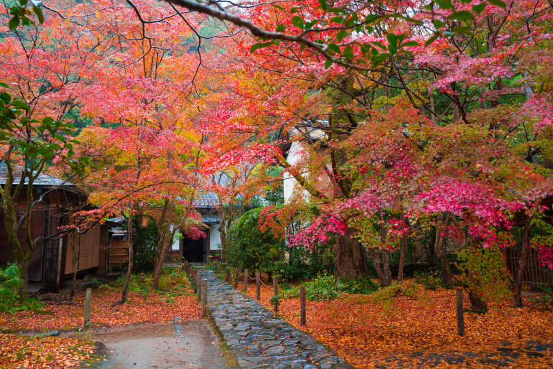京都莲华寺的红叶美景