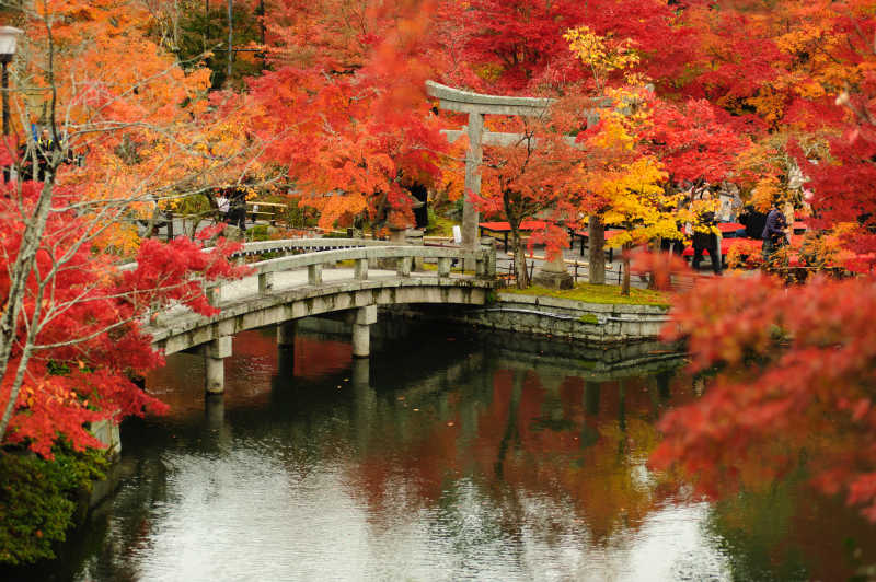 日本京都伊坎多寺的秋叶