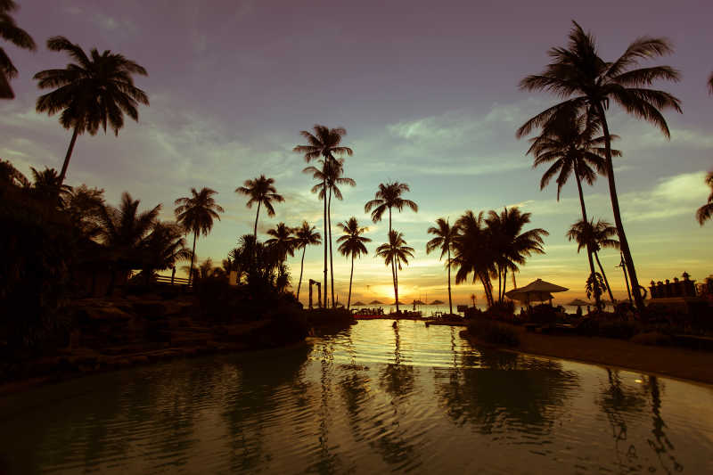 棕榄树海边日落