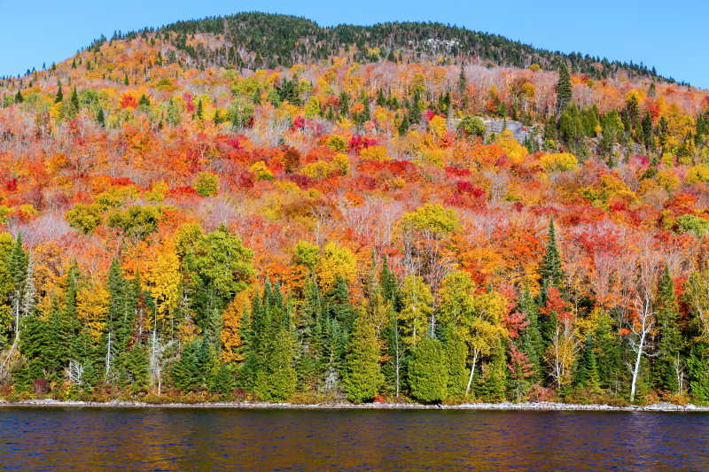 秋天美丽的乡村森林