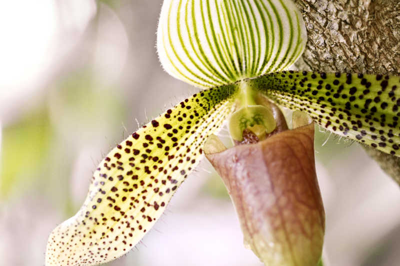 奇形怪状的植物