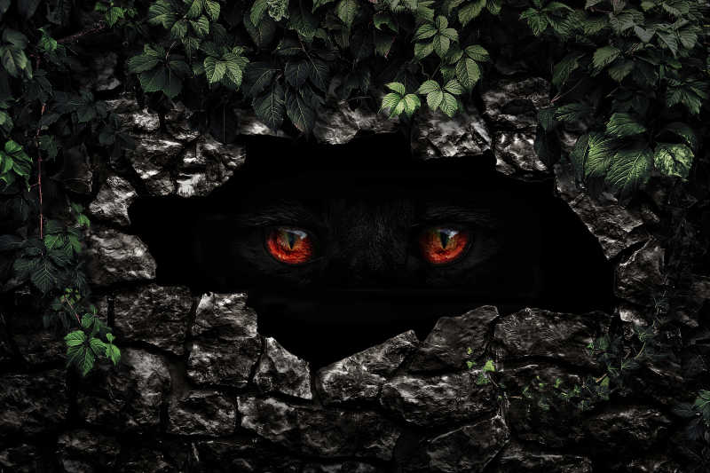 毛茸茸的动物红眼睛闭上眼睛