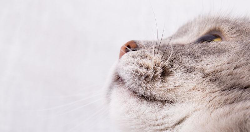 灰色猫的口吻向上看