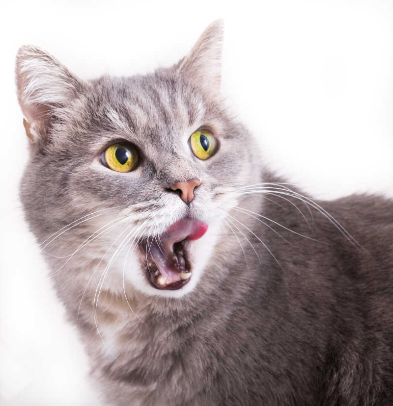 猫张嘴表情包图片