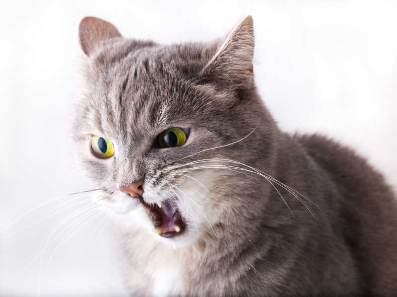 猫张大嘴巴图片