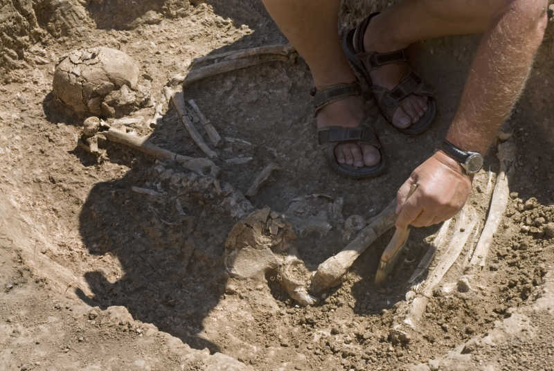 考古骨架挖掘