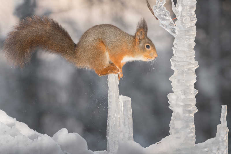 冰柱上的小松鼠