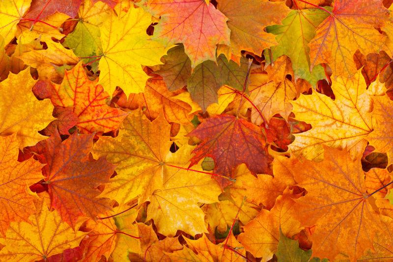秋季背景下的落叶