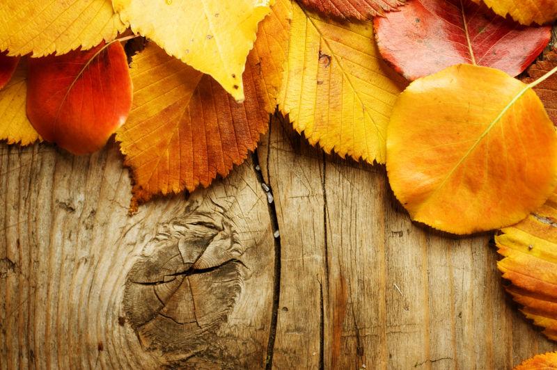 秋天的树叶在木头背景上