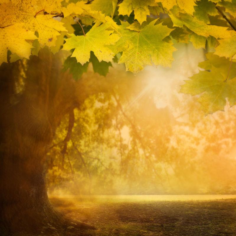 秋天的背景下从树上垂下的叶子