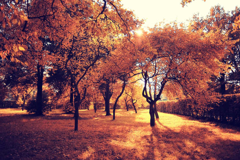 秋天公园的美丽风景