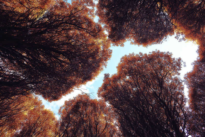秋季森林大树的仰视景色
