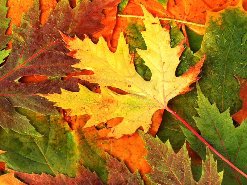 美丽的秋叶图片 美丽的秋叶背景素材 高清图片 摄影照片 寻图免费打包下载