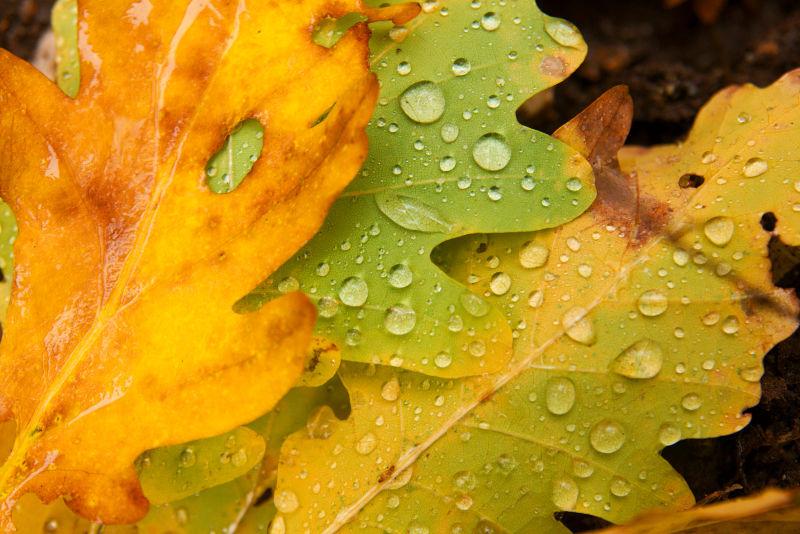 带雨滴的树叶