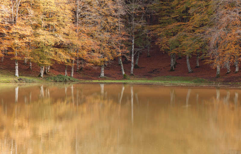 湖边的秋季树木
