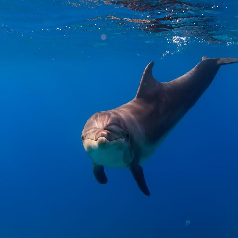 水下看向镜头的可爱海豚