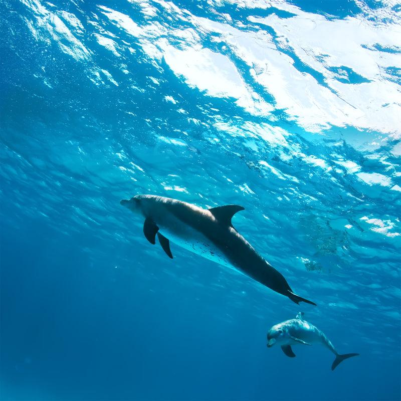蓝海下的两只海豚