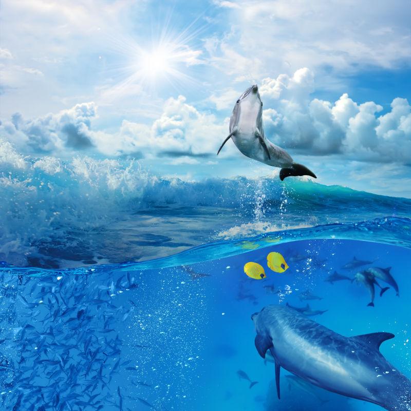 一群嬉戏的海豚图片 天空背景下的美丽海豚素材 高清图片 摄影照片 寻图免费打包下载