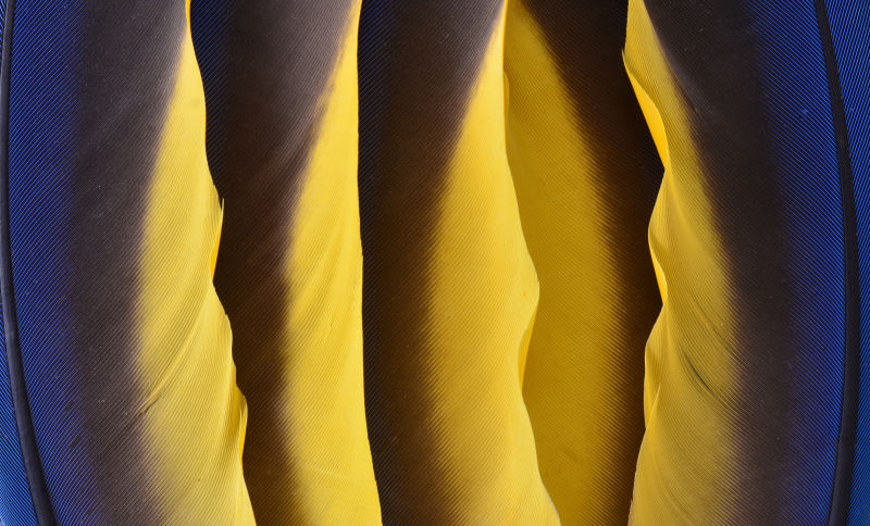 蓝金金刚鹦鹉羽毛