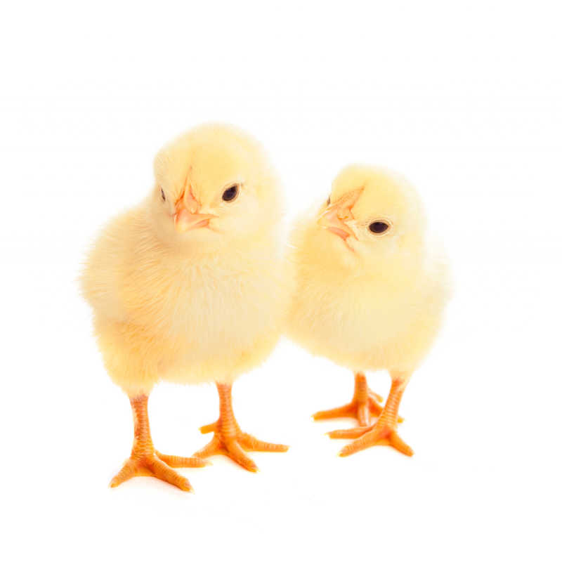 两只可爱的小黄鸡