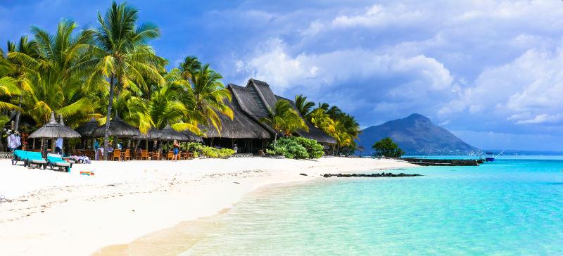 热带沙滩上的棕榈树