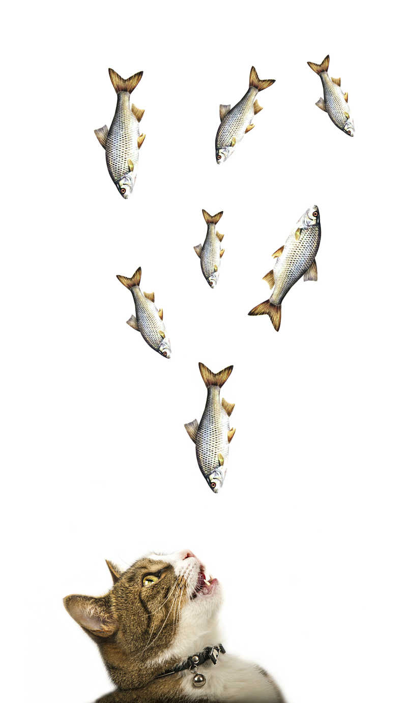 可爱的天堂鱼宠物