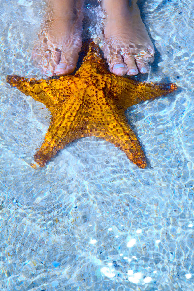 海滩里的脚和海星