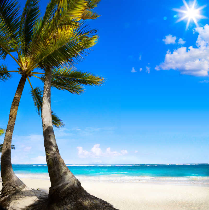 美丽海边的椰树