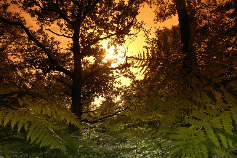 阳光下茂密的森林