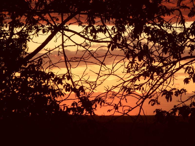 黄昏树枝后面的天空