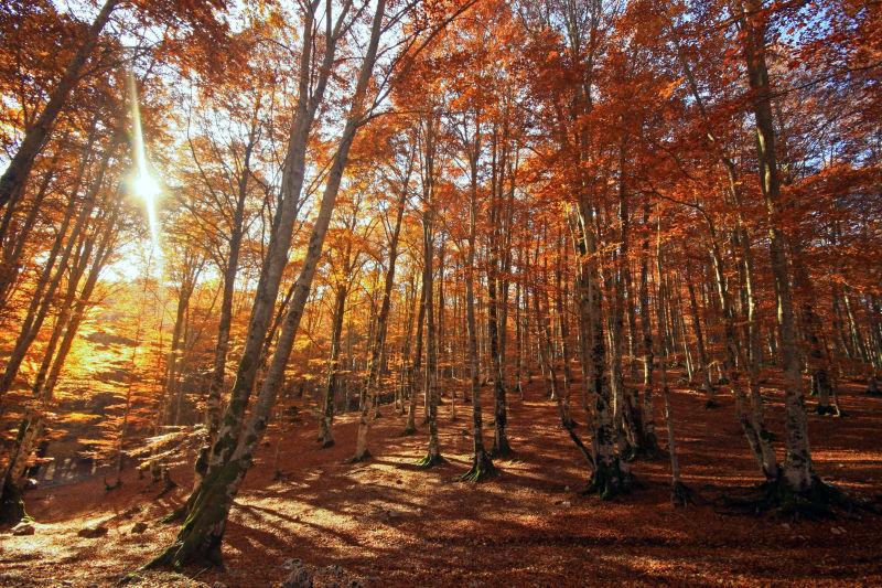阳光下的秋季森林