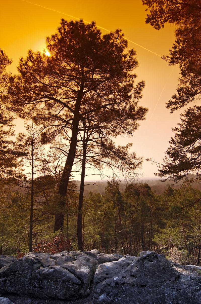 森林的树木和岩石