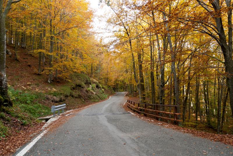 秋季森林自然风景的小路
