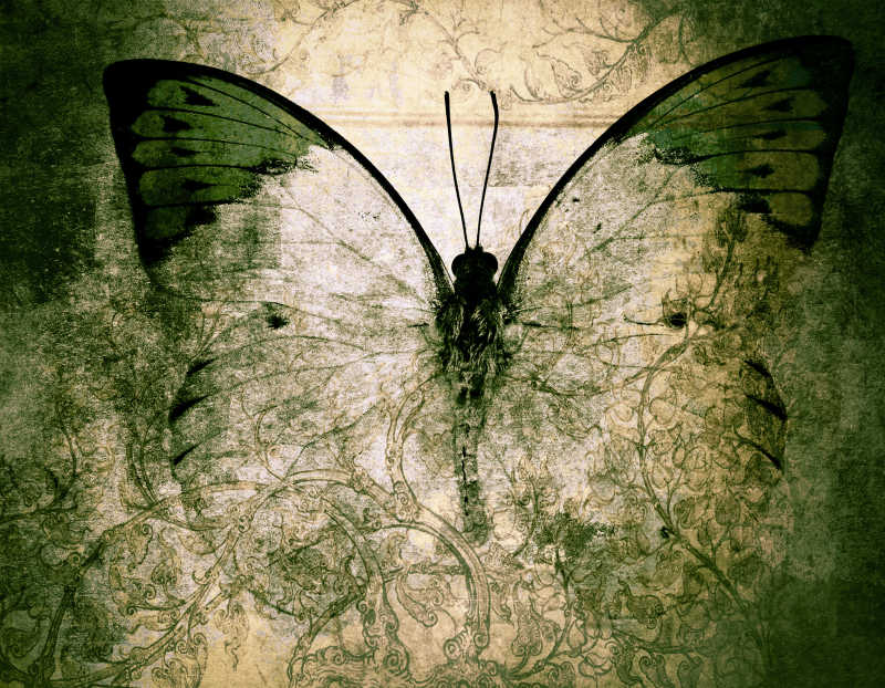 美丽的绿色透明蝴蝶