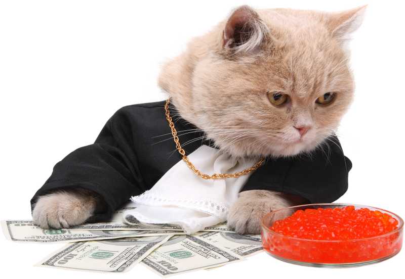 穿着嘻哈装的猫咪和它深浅的美元