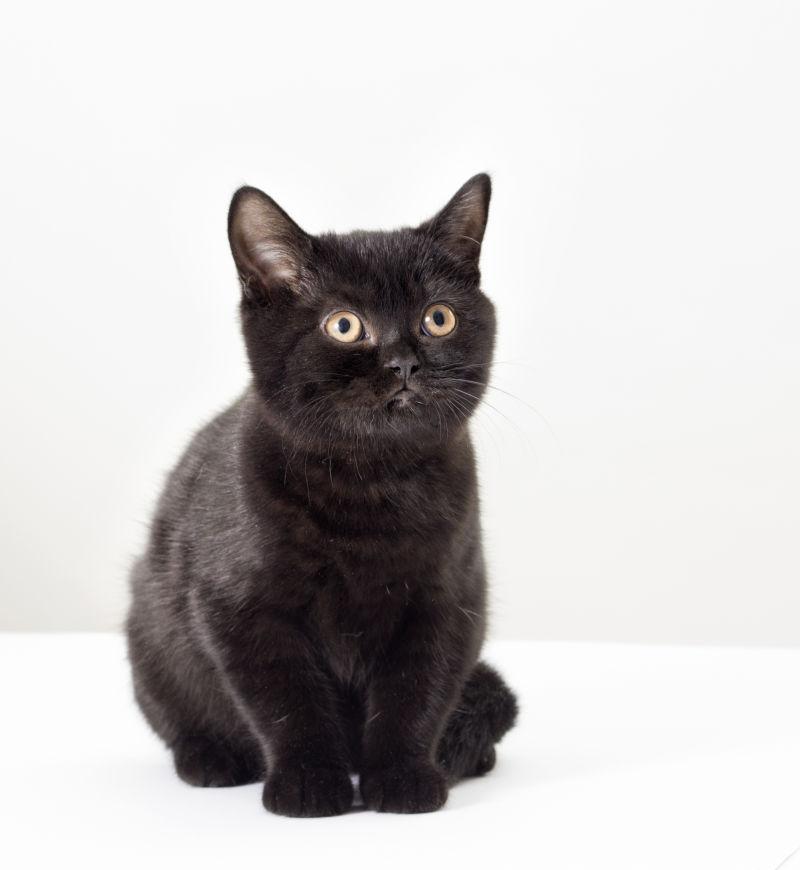 英国黑色的小猫