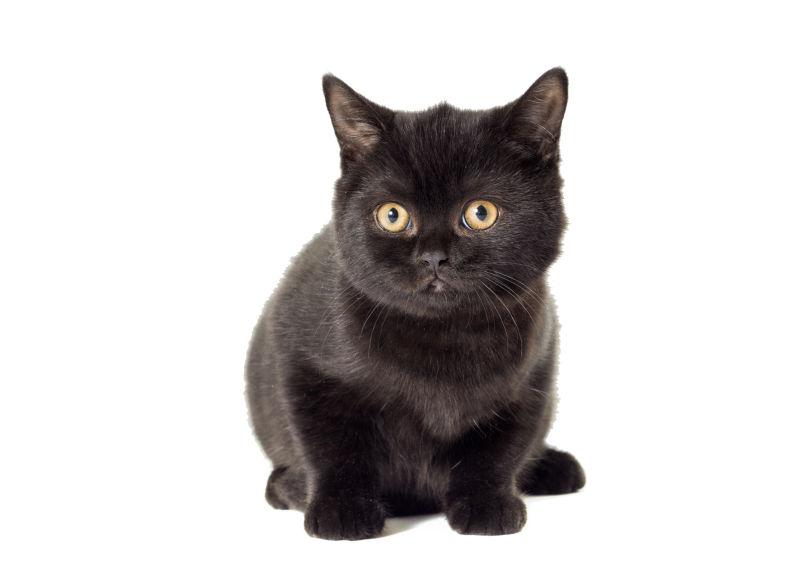 黑猫图片 可爱的黑色小猫素材 高清图片 摄影照片 寻图免费打包下载
