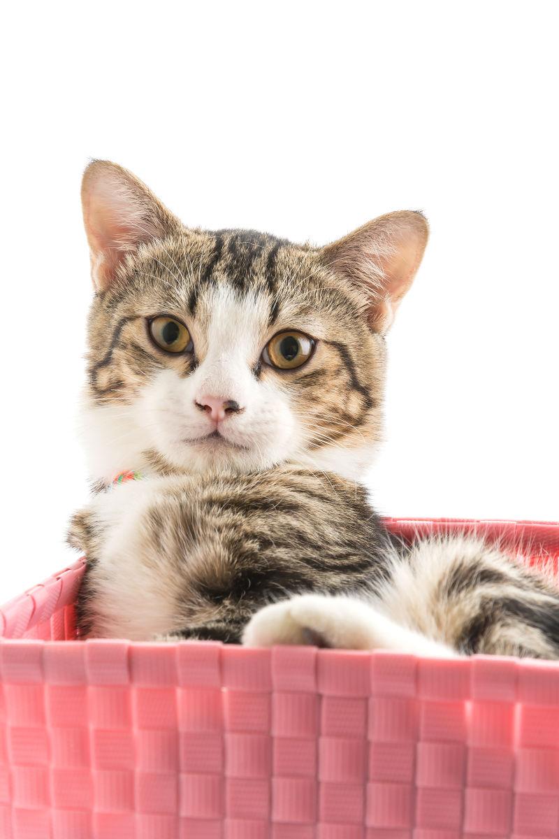 白色背景下猫蓝里的可爱猫咪