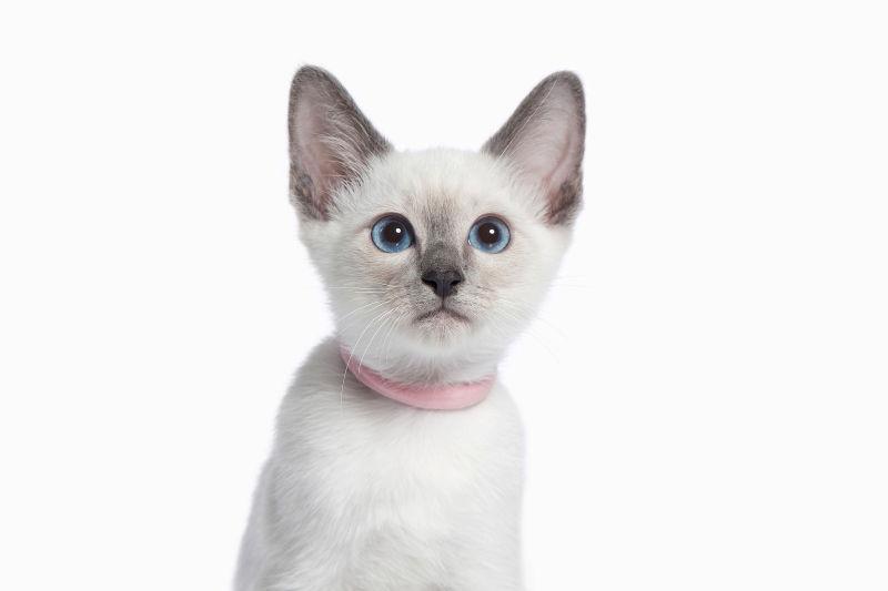 白色背景下的可爱猫咪