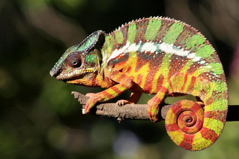 户外树枝上的变色龙