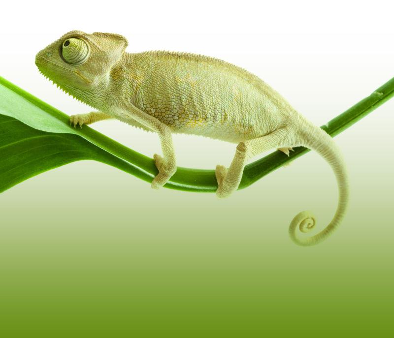 绿色树叶上的变色龙