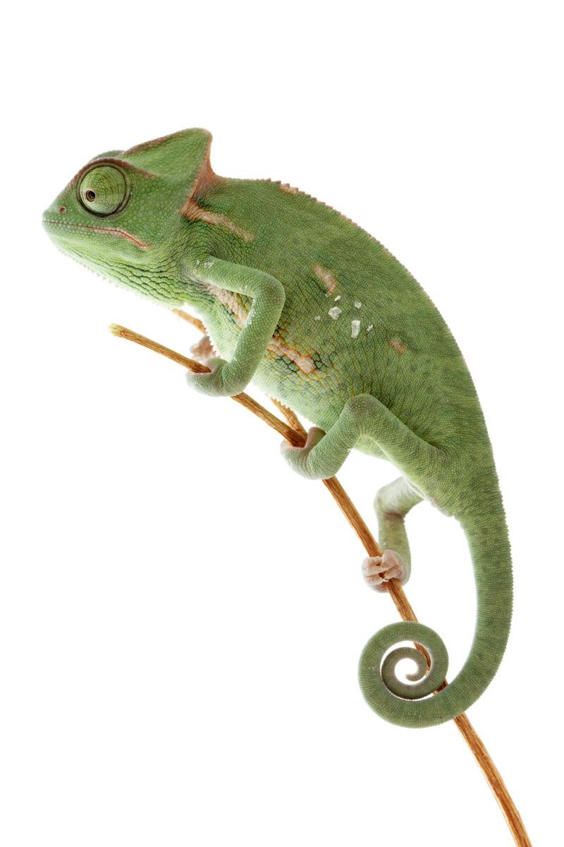 树枝上的绿色变色龙
