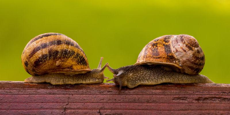 蜗牛的爱情故事