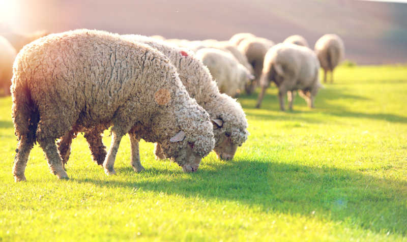 阳光下绵羊群在吃牧草
