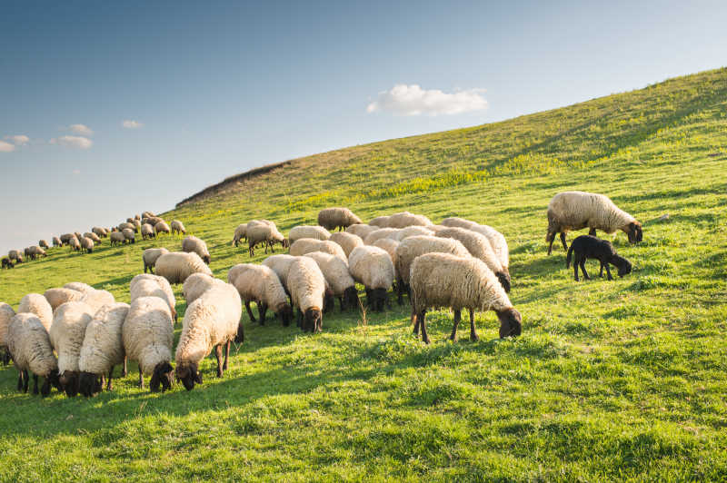 牧场上的绵羊群