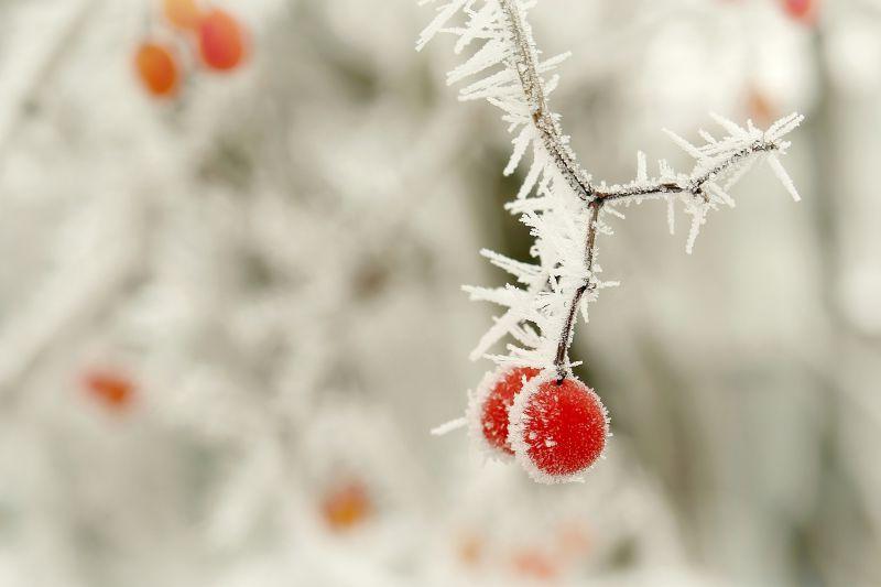 初冬红色的浆果覆盖着霜